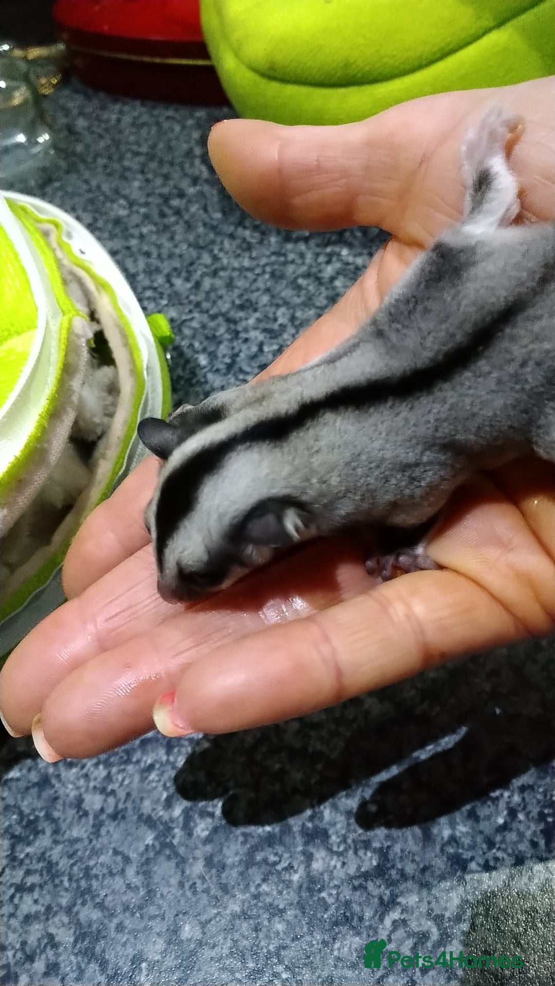 Sugar Glider rodents for sale: Stunning baby sugar glider  - Image 8