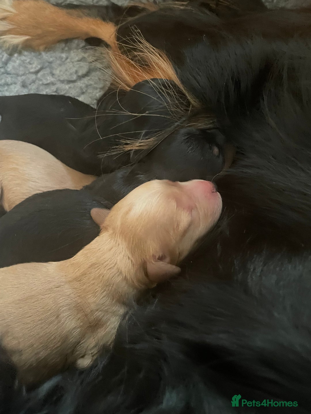 Cavapoo dogs for sale: Cavapoo - Image 20