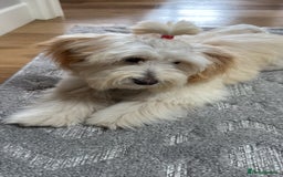 Maltipoo dogs for sale: Daisy F1 Maltipoo - Advert 5