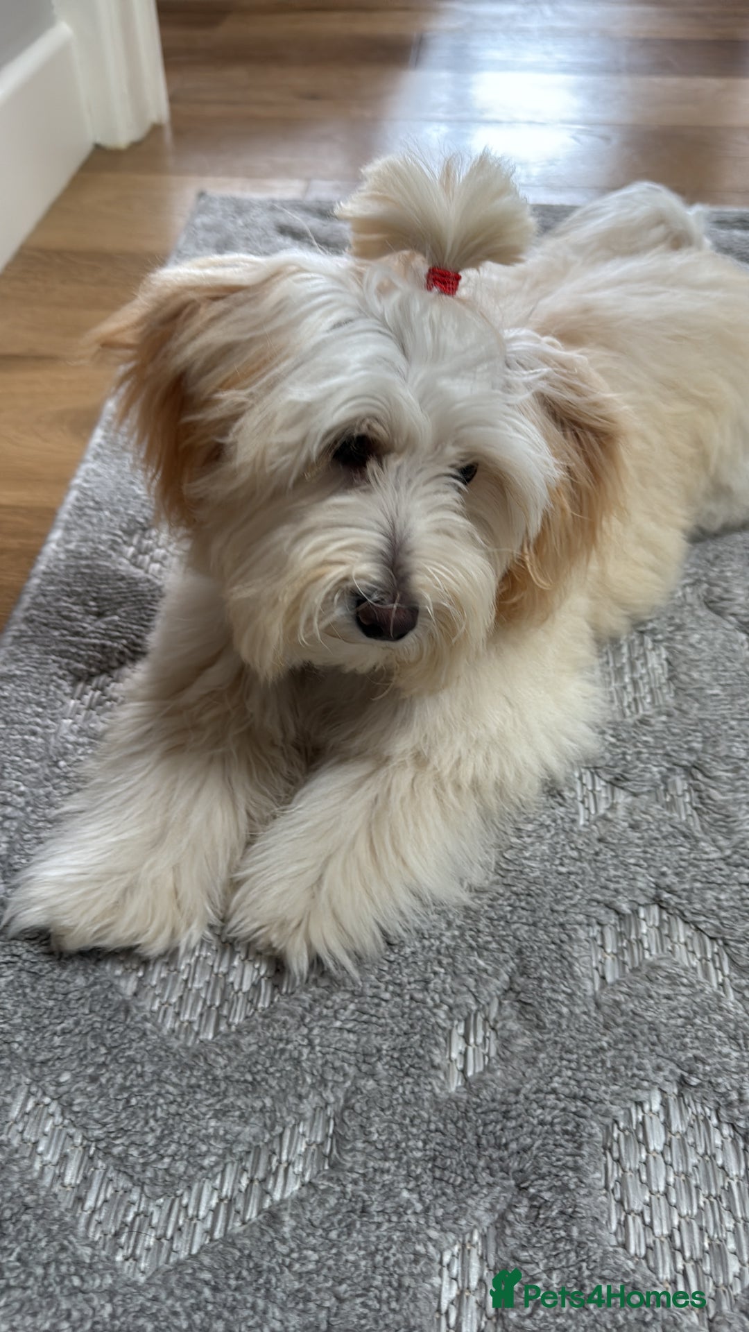 Maltipoo dogs for sale: Daisy F1 Maltipoo - Advert 5