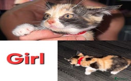 Mixed Breed cats for sale: Beautiful kittens - Image 3