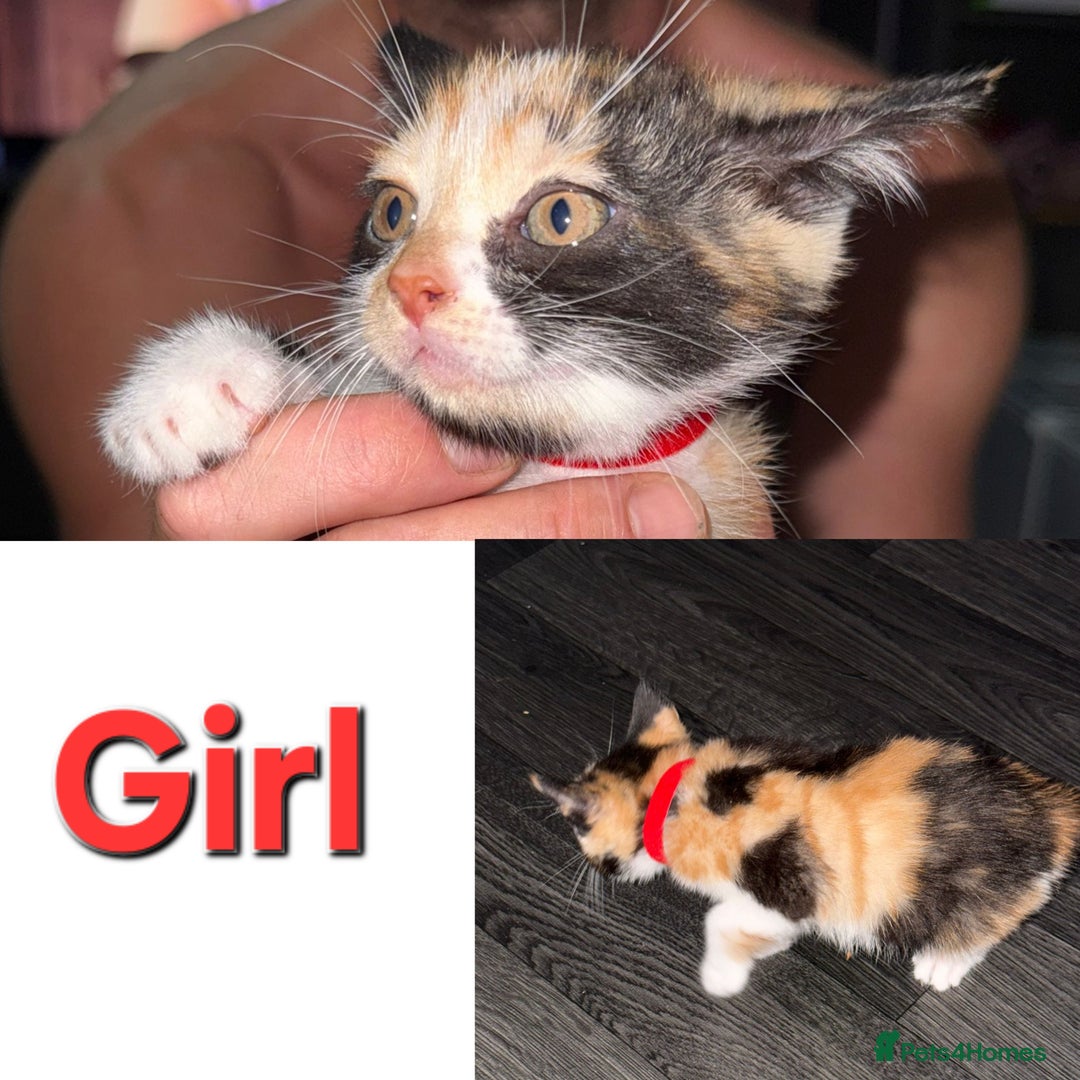 Mixed Breed cats for sale: Beautiful kittens - Image 3
