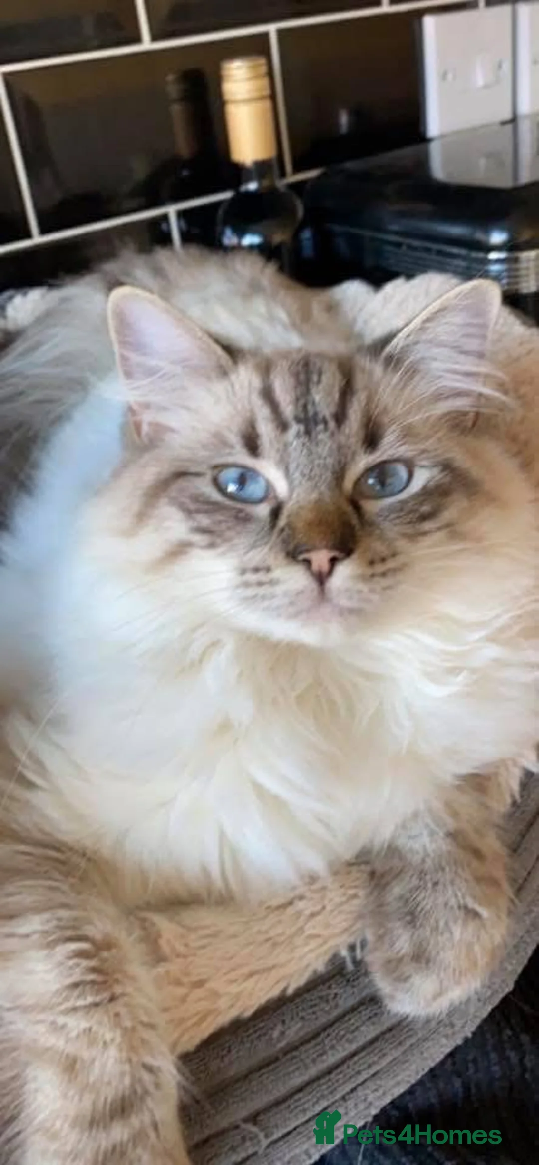 Ragdoll cats for sale: Ragdoll for Sale  in Market Rasen - Advert 4