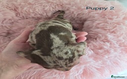 Miniature Dachshund dogs for sale: Stunning miniature dachshund puppies - Image 4