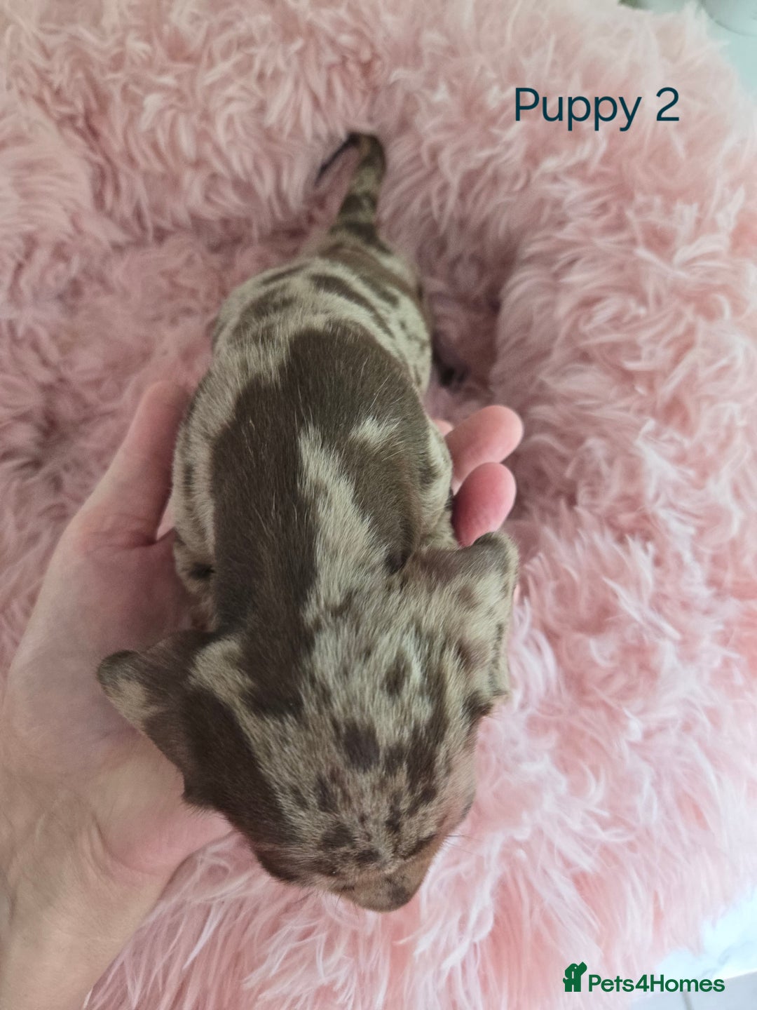 Miniature Dachshund dogs for sale: Stunning miniature dachshund puppies - Image 4