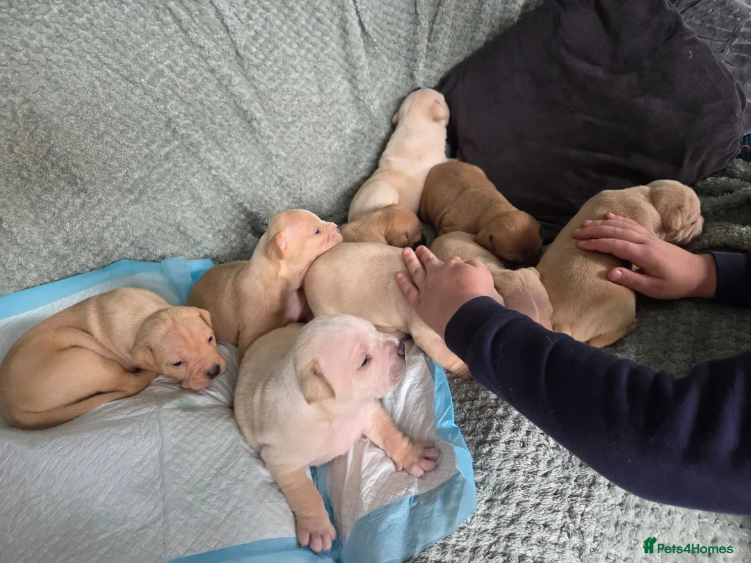 Mixed Breed dogs for sale: Gorgeous littler of 9 pups  in Castle Cary - Advert 2