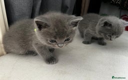 British Shorthair cats for sale: 6 British shorthair / Ragdoll mix  - Image 3