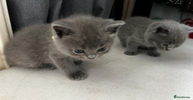 British Shorthair cats - Advert 4