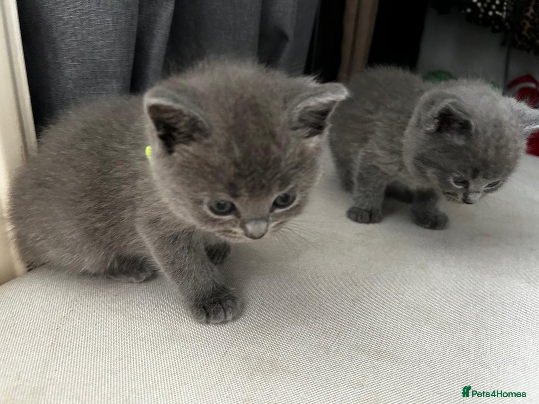 British Shorthair cats for sale: 6 British shorthair / Ragdoll mix  - Image 3