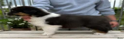 Australian Shepherd dogs for sale: Australian shepherd Black Tri Male Puppy - Advert 9