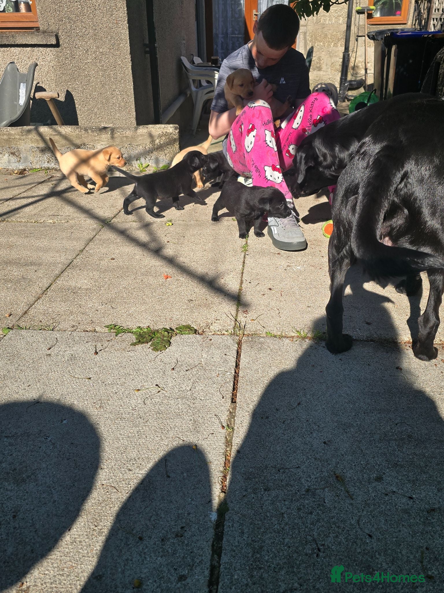 Labrador Retriever dogs Labrador Puppies  - Advert 1