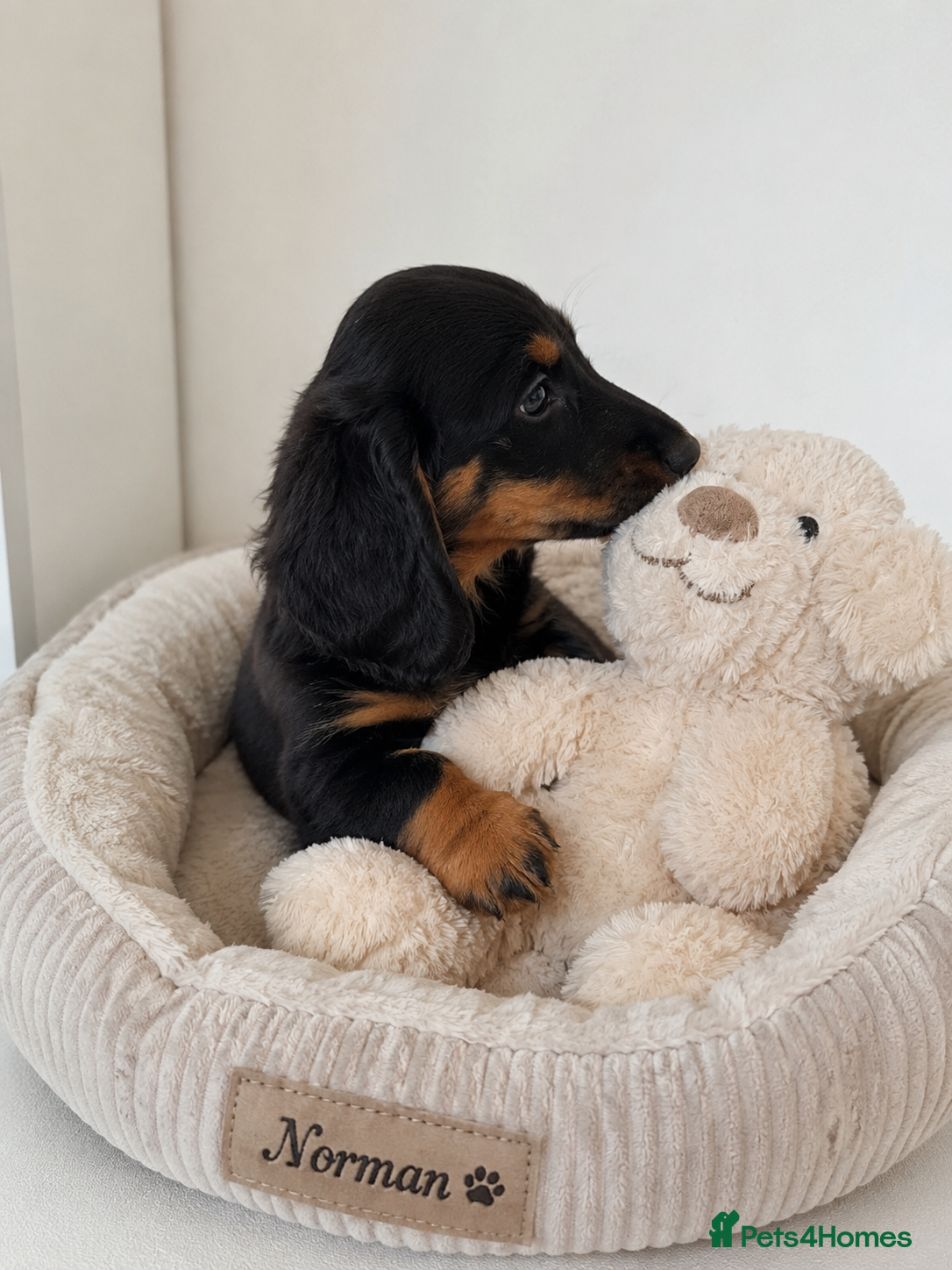 Miniature Dachshund dogs KC Pedigree Long Hair Mini Dachshund boy & girls - Advert 8