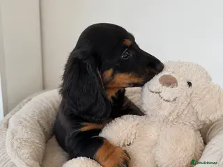 Miniature Dachshund dogs KC Pedigree Long Hair Mini Dachshund boy & girls - Advert 8