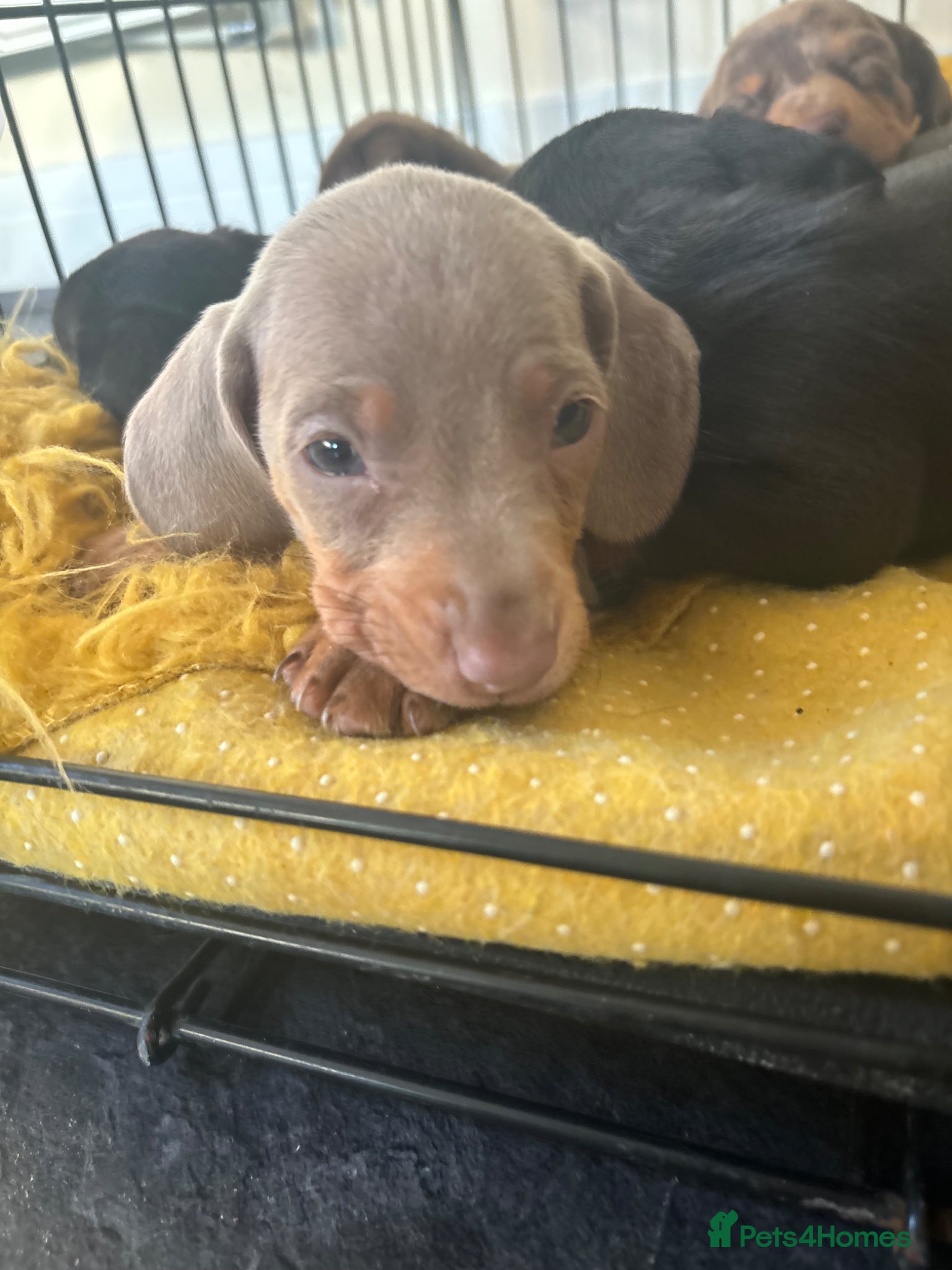 Miniature Dachshund dogs true tiny dachshunds! - Advert 17