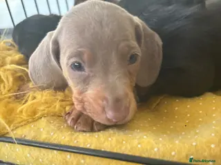 Miniature Dachshund dogs true tiny dachshunds! - Advert 17