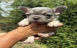 French Bulldog dogs for sale: Lilac French bulldogs  - Image 3