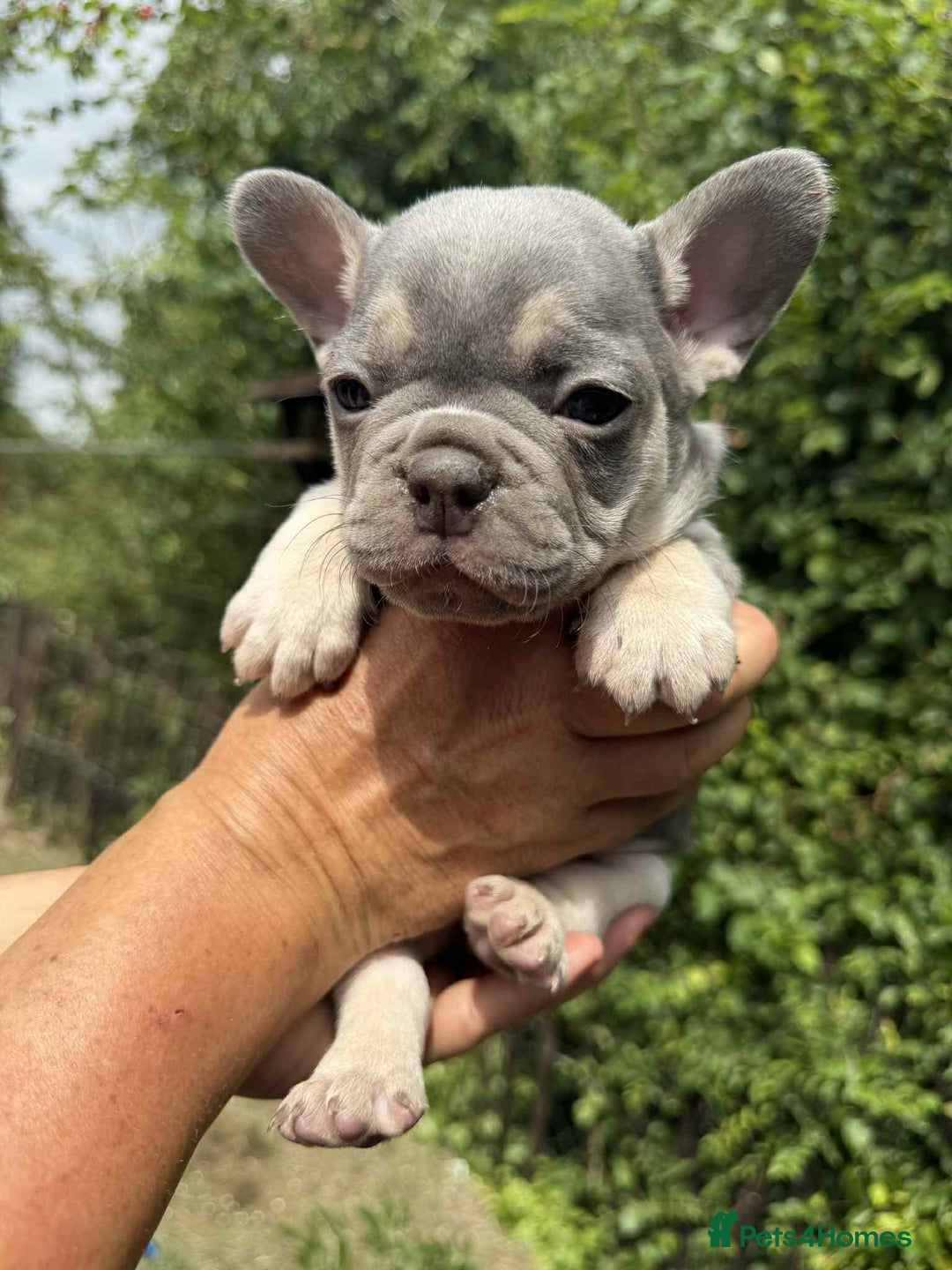 French Bulldog dogs for sale: Lilac French bulldogs  - Image 3