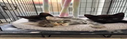 Mixed Breed cats for sale: Adorable Kittens! - Advert 6