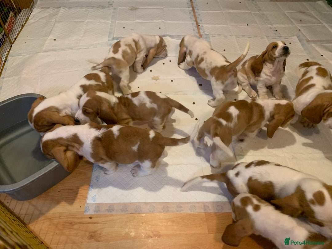 Basset Hound dogs for sale: Basset Hound Puppies - Image 3