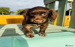 Cockapoo dogs for sale: Chocolate Merle Cockapoo Babies 🐾🐾🐾 - Image 9