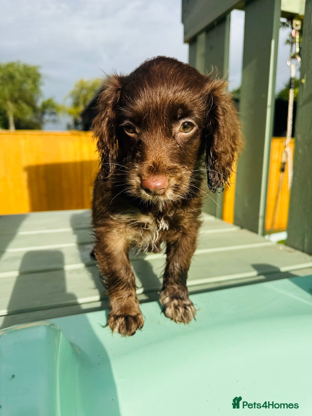 Cockapoo dogs for sale: Chocolate Merle Cockapoo Babies 🐾🐾🐾 - Image 9