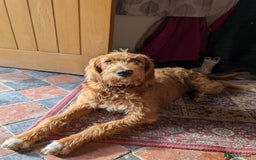 Mixed Breed dogs for sale: Goldendoodle x Fox Red Labrador  - Image 6