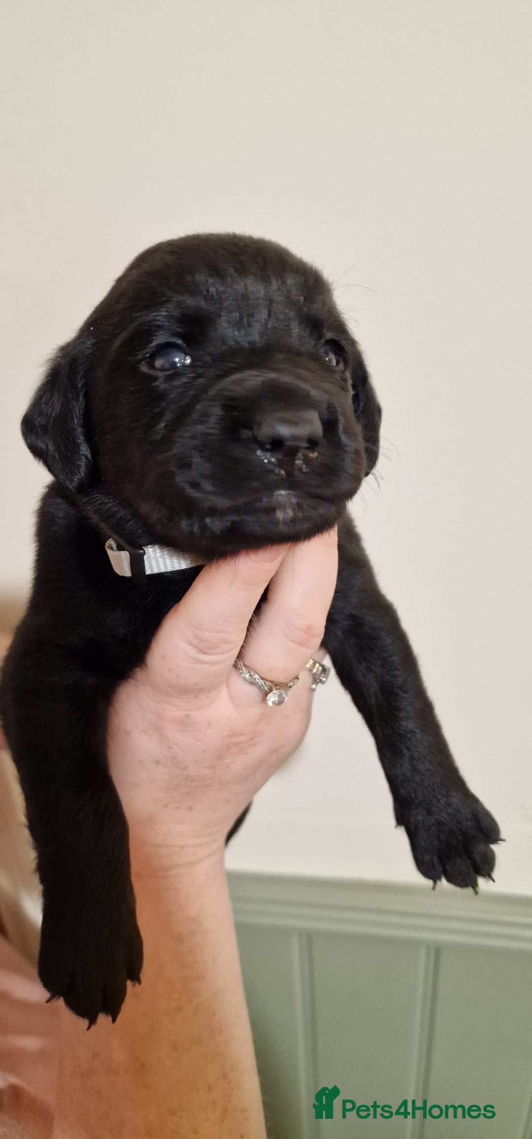 Labrador Retriever dogs for sale: KC Registered Black Lab (1 Girl, 1 boy remaining) - Image 24