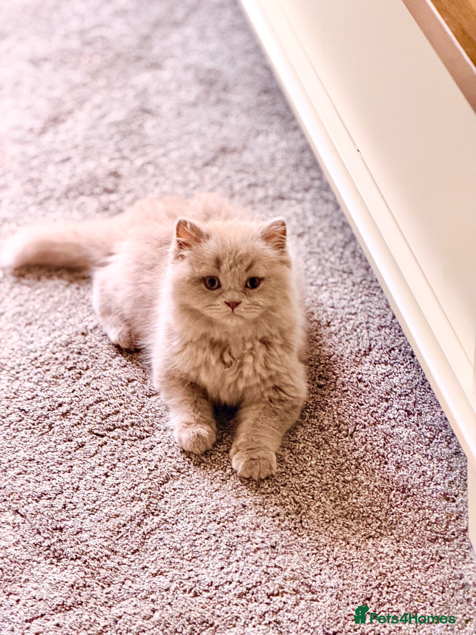 British Longhair cats 🩵 Exceptional Lilac British Longhair Kitten 🩵 - Advert 5
