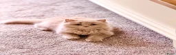 British Longhair cats for sale: 🩵 Exceptional Lilac British Longhair Kitten 🩵 - Advert 1