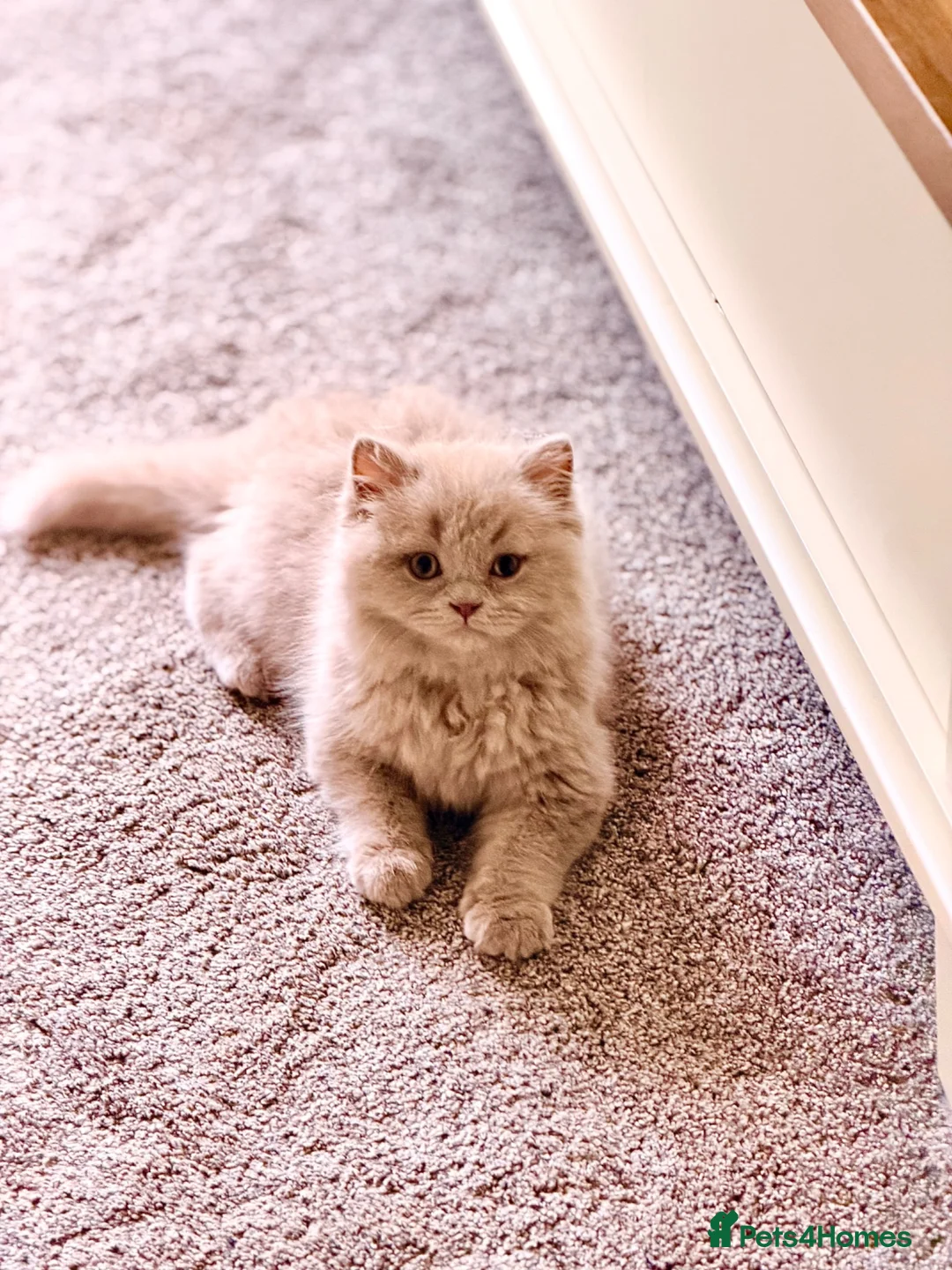 British Longhair cats for sale: 🩵 Exceptional Lilac British Longhair Kitten 🩵 - Advert 1