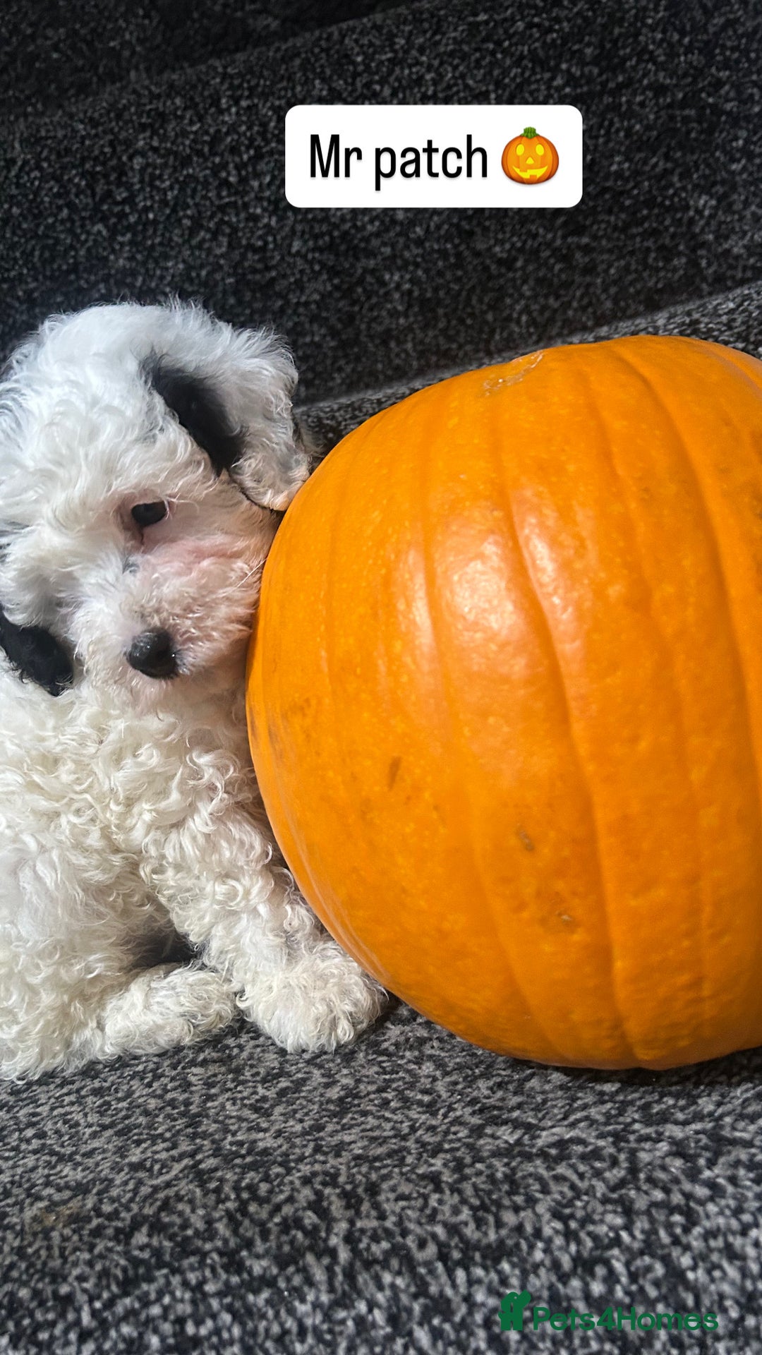 Cockapoo dogs for sale: Stunning toy cockapoo puppies  - Image 25