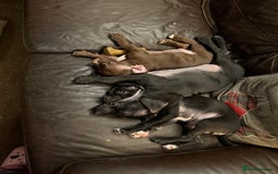 Mixed Breed dogs for sale: French bulldog/cockerspaniel 12 weeks old   - Advert 9