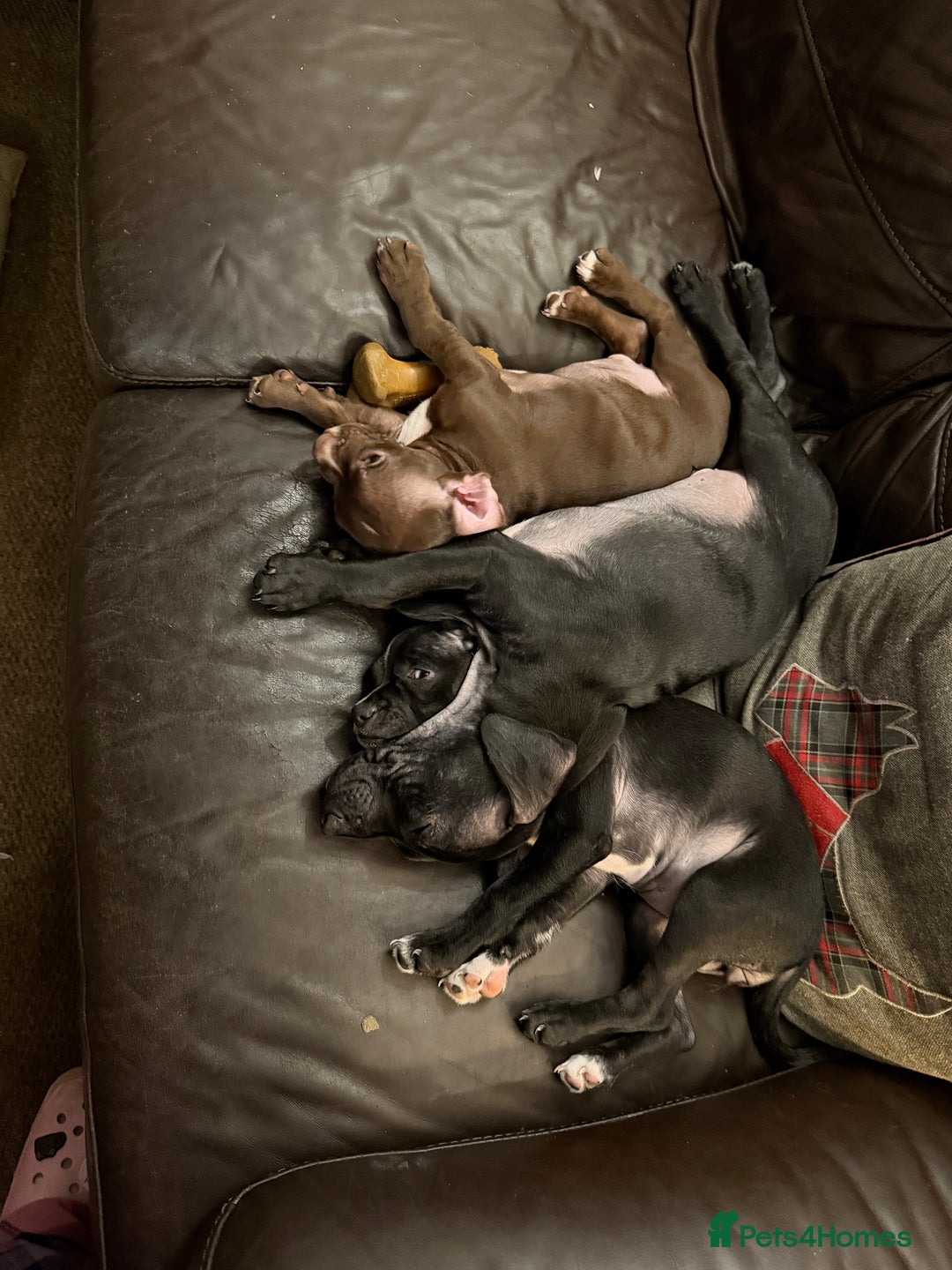 Mixed Breed dogs for sale: French bulldog/cockerspaniel 12 weeks old   - Advert 9