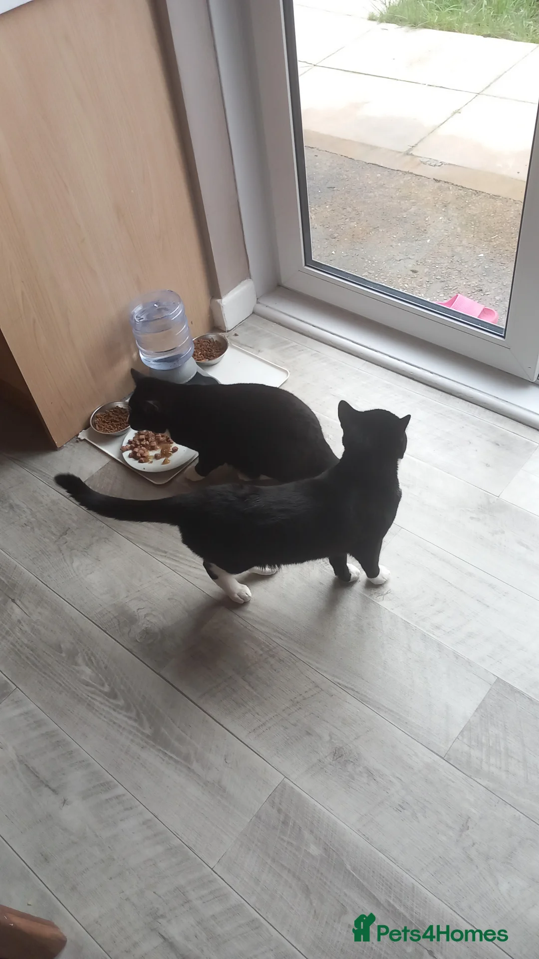 Mixed Breed cats for sale: 2 male cats - Advert 2