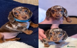 Miniature Dachshund dogs for sale: Miniature Dachshund puppies 7 weeks old  - Image 4