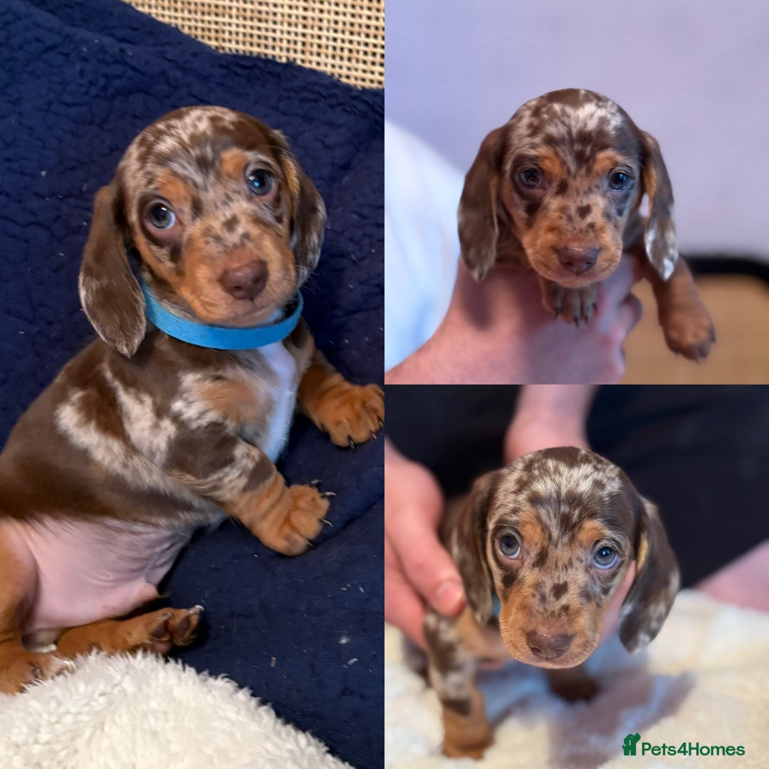 Miniature Dachshund dogs for sale: Miniature Dachshund puppies 7 weeks old  - Image 4