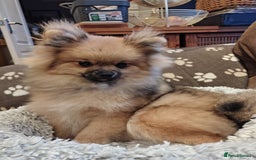 Pomeranian dogs for sale: Pom puppys with Kc reg , pedigree for sale - Image 1