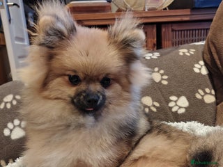 Pomeranian dogs Pom puppys with Kc reg , pedigree for sale - Advert 2