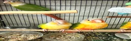 Conures birds for sale:   Pineapple Conures, Closed Rung, DNA - Advert 4