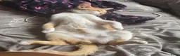 Mixed Breed cats for sale: Jiren  in Wolverhampton - Advert 4