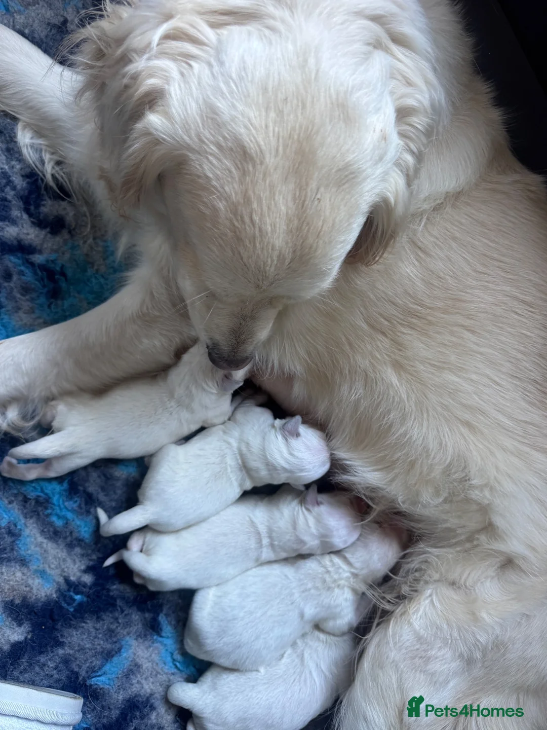Golden Retriever dogs for sale: Behaviourist raised KC Reg Golden Retriever Pups - Advert 9