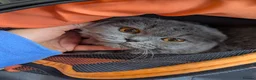 Scottish Fold cats for sale: Long Hair Scottish Fold Male Very affectionate  - Advert 2