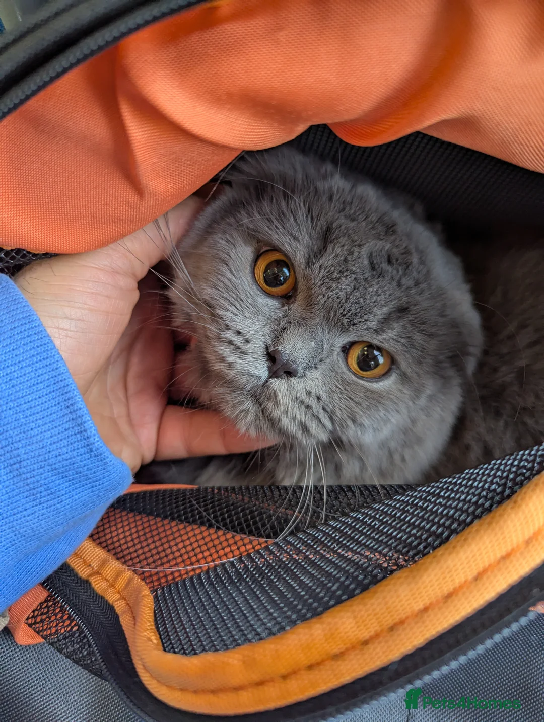 Scottish Fold cats for sale: Long Hair Scottish Fold Male Very affectionate  - Advert 2