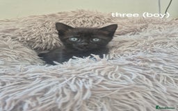 Domestic Shorthair cats for sale: Black and Tabby kittens - Image 10