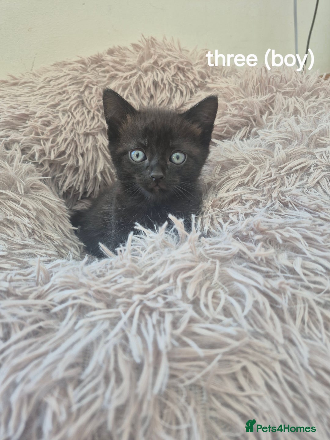 Domestic Shorthair cats for sale: Black and Tabby kittens - Image 10