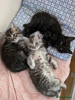 Mixed Breed cats - Advert 11
