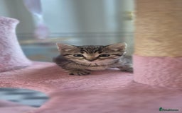 Bengal cats for sale: Beautiful Female Kittens - Image 11