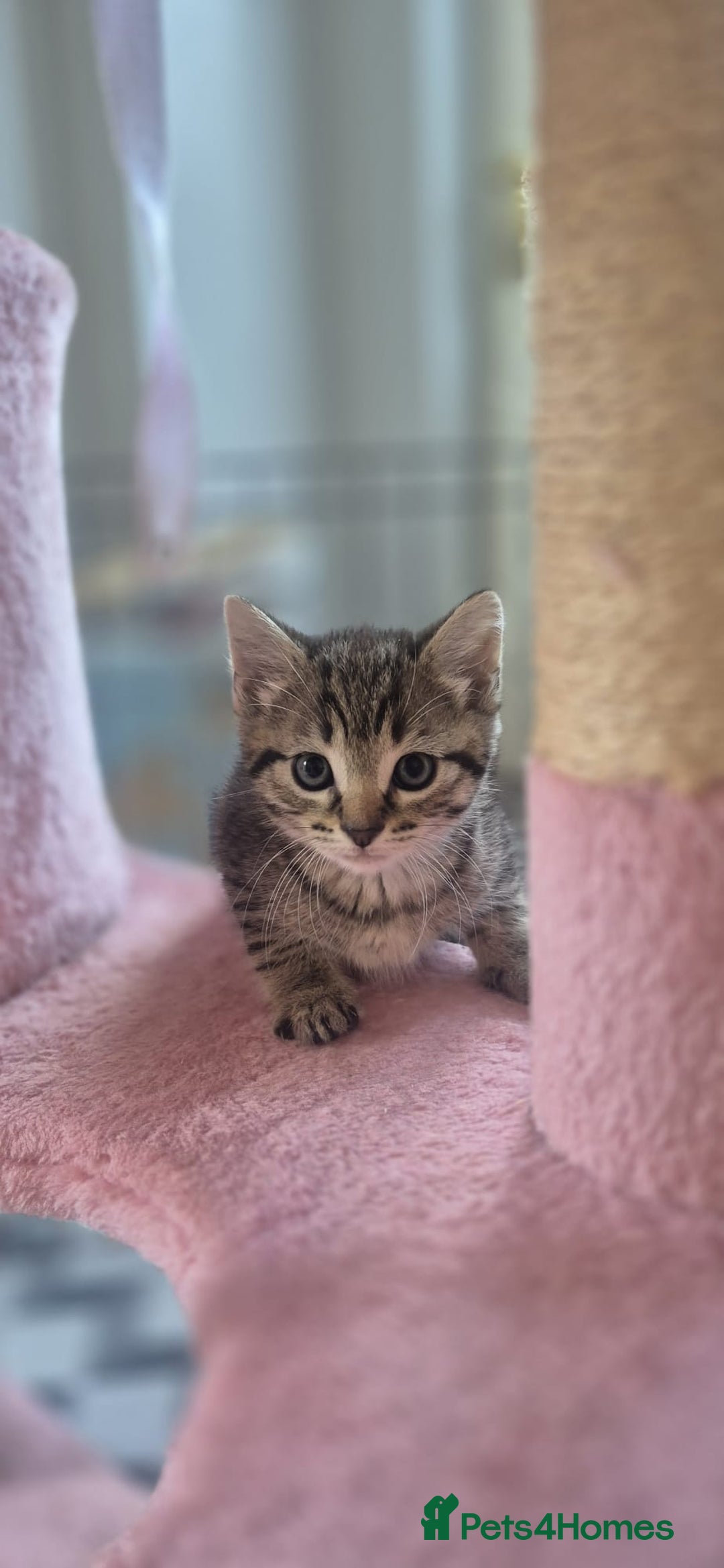 Bengal cats for sale: Beautiful Female Kittens - Image 11