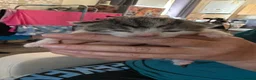 British Shorthair cats for sale: Kitten’s  in Darlington - Advert 10