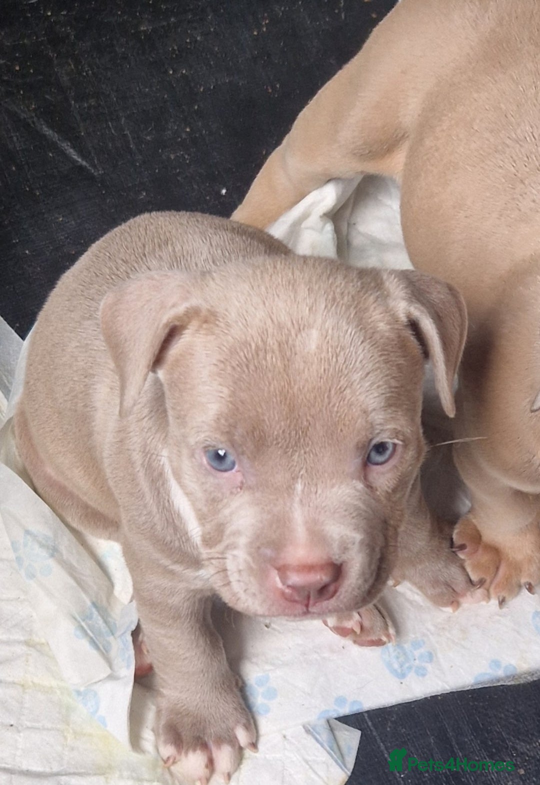 American Bully dogs for sale: Pocket bully pups - Image 8